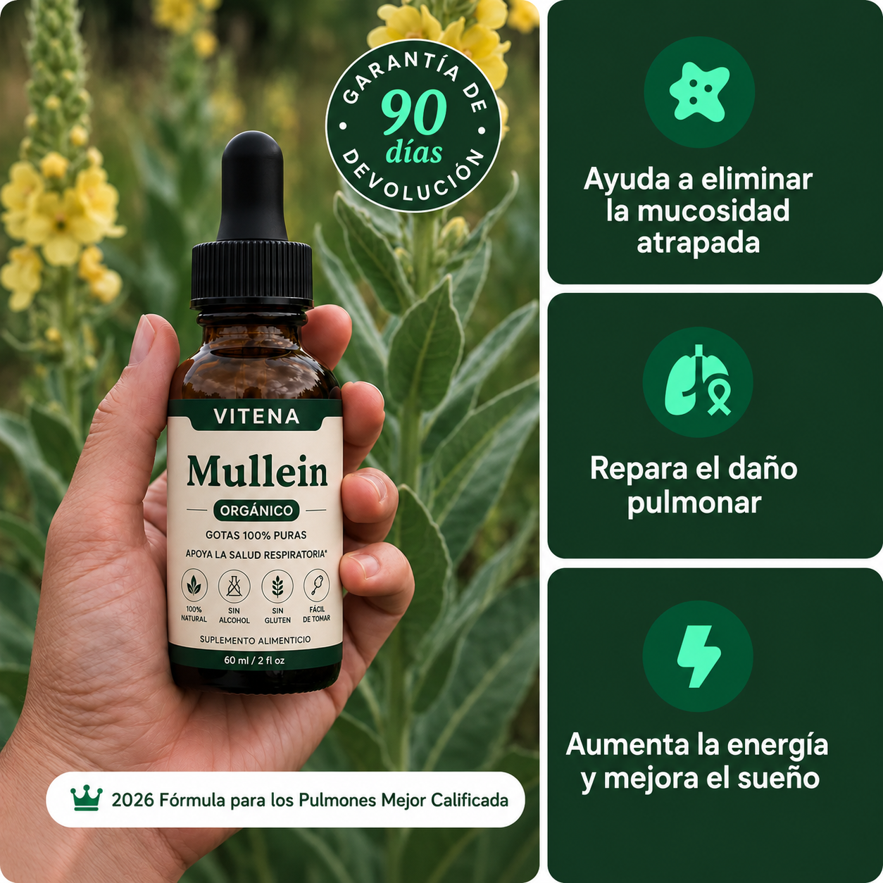 Extracto de Mullein - Deja de Toser & Silbar. Empieza a Respirar