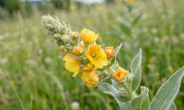 Extracto de Mullein
