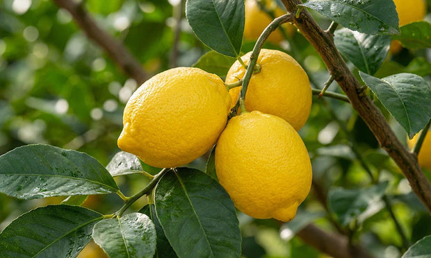 Cáscara de Limón